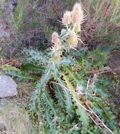 Fotografia da espécie Eryngium duriaei