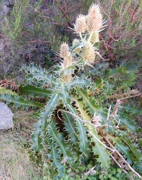 Fotografia 4 da espécie Eryngium duriaei no Jardim Botânico UTAD