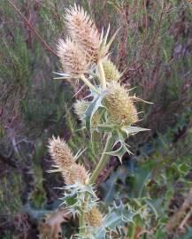 Fotografia da espécie Eryngium duriaei