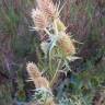 Fotografia 5 da espécie Eryngium duriaei do Jardim Botânico UTAD