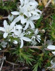 Arenaria querioides subesp. querioides