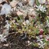 Fotografia 6 da espécie Arenaria querioides subesp. querioides do Jardim Botânico UTAD
