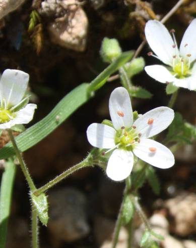 Fotografia de capa Arenaria conimbricensis subesp. conimbricensis - do Jardim Botânico