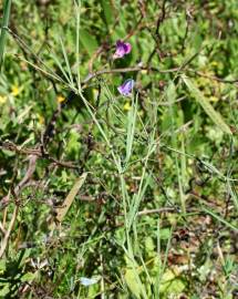 Fotografia da espécie Lathyrus angulatus