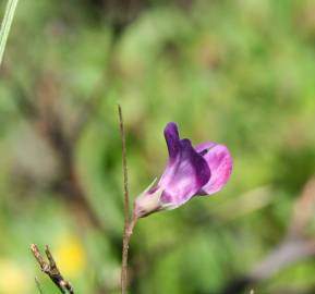 Fotografia da espécie Lathyrus angulatus