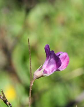 Fotografia 3 da espécie Lathyrus angulatus no Jardim Botânico UTAD