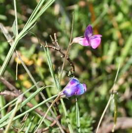 Fotografia da espécie Lathyrus angulatus