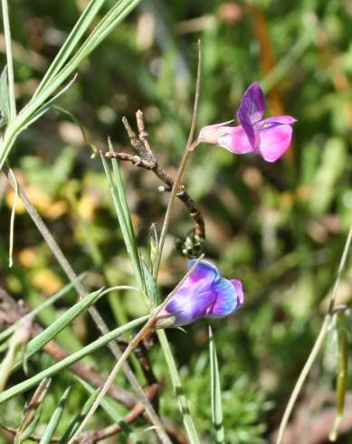 Fotografia de capa Lathyrus angulatus - do Jardim Botânico