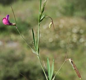 Fotografia da espécie Lathyrus angulatus