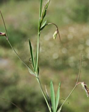 Fotografia 4 da espécie Lathyrus angulatus no Jardim Botânico UTAD