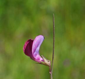 Fotografia da espécie Lathyrus angulatus