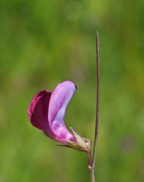 Fotografia 5 da espécie Lathyrus angulatus no Jardim Botânico UTAD