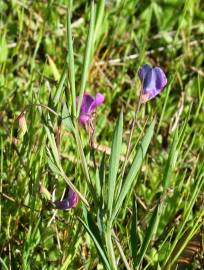 Fotografia da espécie Lathyrus angulatus