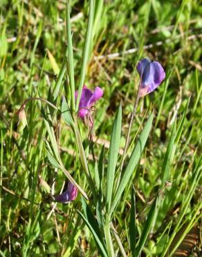 Fotografia 6 da espécie Lathyrus angulatus no Jardim Botânico UTAD