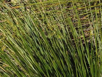 Fotografia da espécie Scirpoides holoschoenus