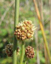 Fotografia da espécie Scirpoides holoschoenus