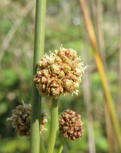 Fotografia de capa Scirpoides holoschoenus - do Jardim Botânico