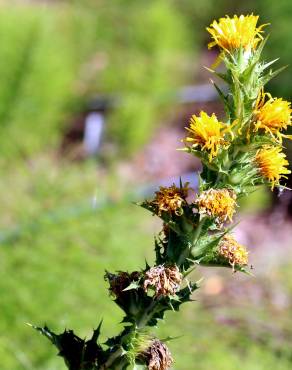 Fotografia 1 da espécie Scolymus maculatus no Jardim Botânico UTAD