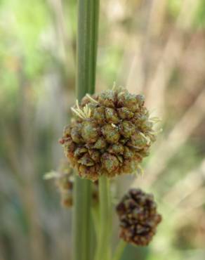 Fotografia 7 da espécie Scirpoides holoschoenus no Jardim Botânico UTAD