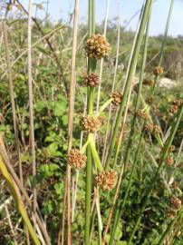 Fotografia da espécie Scirpoides holoschoenus