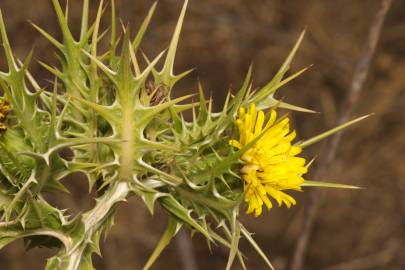 Fotografia da espécie Scolymus maculatus