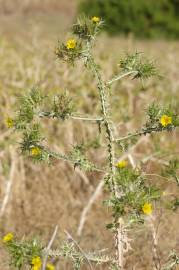 Fotografia da espécie Scolymus maculatus