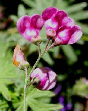 Fotografia 1 da espécie Lathyrus niger no Jardim Botânico UTAD