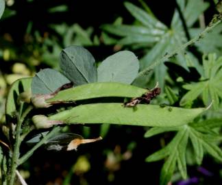 Fotografia da espécie Lathyrus niger