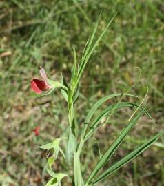 Fotografia da espécie Lathyrus cicera