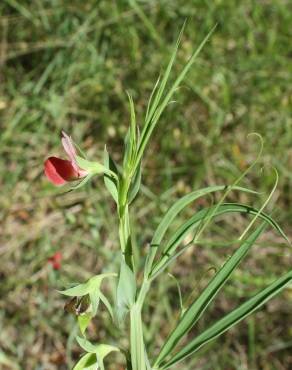 Fotografia 9 da espécie Lathyrus cicera no Jardim Botânico UTAD