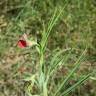 Fotografia 9 da espécie Lathyrus cicera do Jardim Botânico UTAD