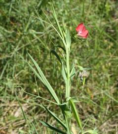 Fotografia da espécie Lathyrus cicera