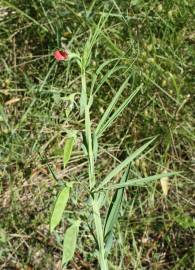 Fotografia da espécie Lathyrus cicera