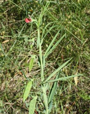 Fotografia 11 da espécie Lathyrus cicera no Jardim Botânico UTAD