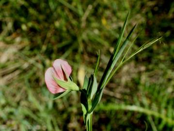 Fotografia da espécie Lathyrus cicera