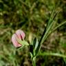 Fotografia 12 da espécie Lathyrus cicera do Jardim Botânico UTAD