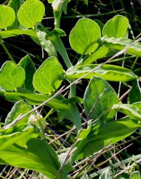 Fotografia 7 da espécie Lathyrus ochrus no Jardim Botânico UTAD