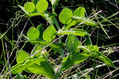 Fotografia da espécie Lathyrus ochrus