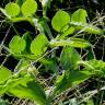 Fotografia 7 da espécie Lathyrus ochrus do Jardim Botânico UTAD