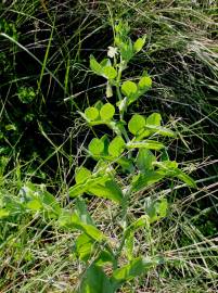 Fotografia da espécie Lathyrus ochrus