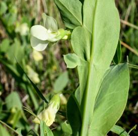 Fotografia da espécie Lathyrus ochrus