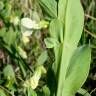 Fotografia 9 da espécie Lathyrus ochrus do Jardim Botânico UTAD