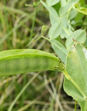 Fotografia 10 da espécie Lathyrus ochrus no Jardim Botânico UTAD