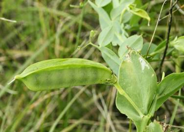 Fotografia da espécie Lathyrus ochrus