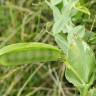 Fotografia 10 da espécie Lathyrus ochrus do Jardim Botânico UTAD