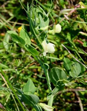 Fotografia 11 da espécie Lathyrus ochrus no Jardim Botânico UTAD