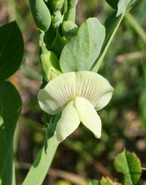 Fotografia 12 da espécie Lathyrus ochrus no Jardim Botânico UTAD