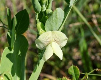 Fotografia da espécie Lathyrus ochrus