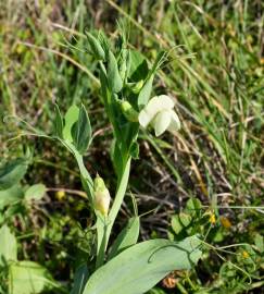 Fotografia da espécie Lathyrus ochrus