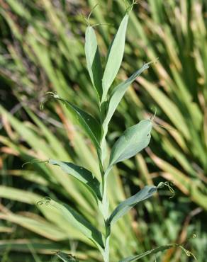 Fotografia 14 da espécie Lathyrus ochrus no Jardim Botânico UTAD